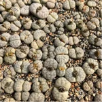 Lithops Dorotheae Zorro Double Head