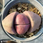 Pleiospilos nelii Schwantes green