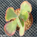 Kalanchoe thyrsifolia Variegated