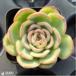 Echeveria Paramera
