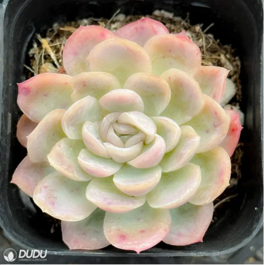 1-2554.webp Echeveria Ice Berry - Image 1