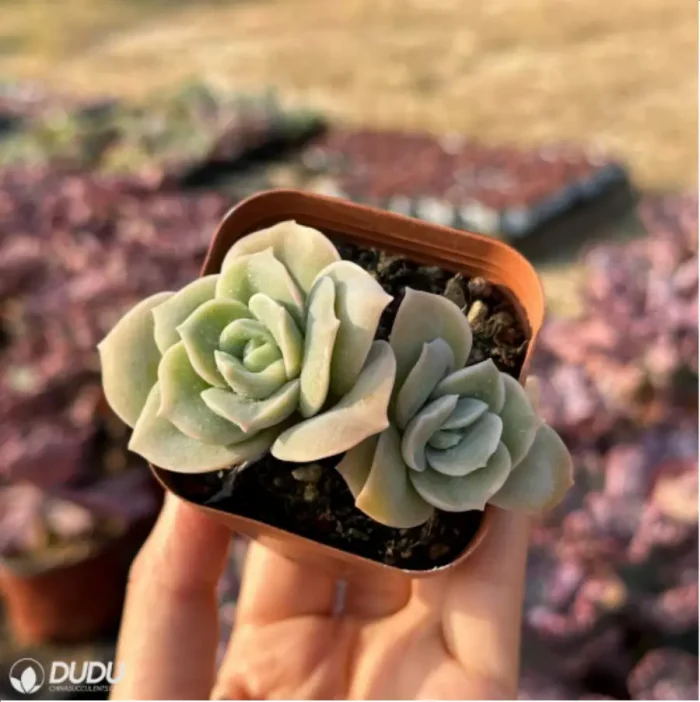 Echeveria 'Lovely Rose' Double Head - Image 1