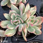 Echeveria Luella variegated Double
