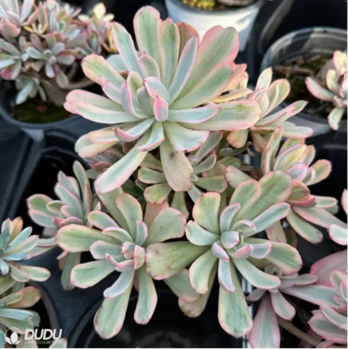 Echeveria Hoveyi variegate Clustering - Image 1