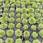 Echeveria Ice Angel variegate