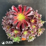 Aeonium Plum Purdy Variegated Clustering