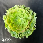 Aeonium Halloween cristata