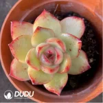 Echeveria  'Puli-lindsayana'