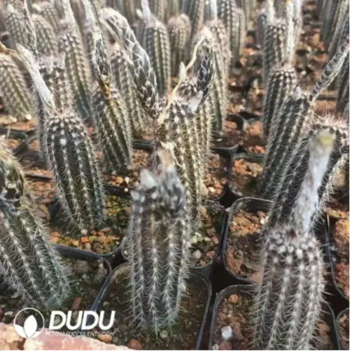 1-2591.webp Cactus-Echinopsis mirabilis - Image 1