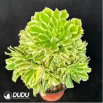 Aeonium Jade variegated Clustering