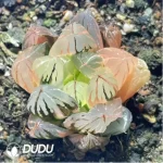 Haworthia Crystal Variegated