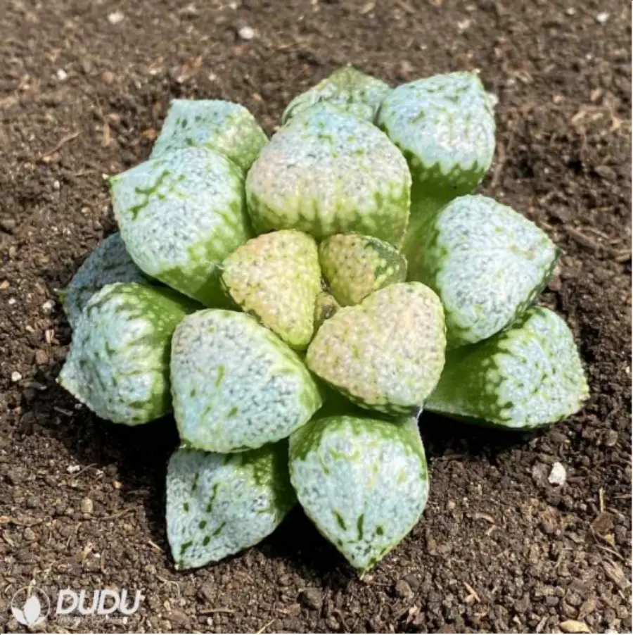 1-2604.webp Pandora - Image 1