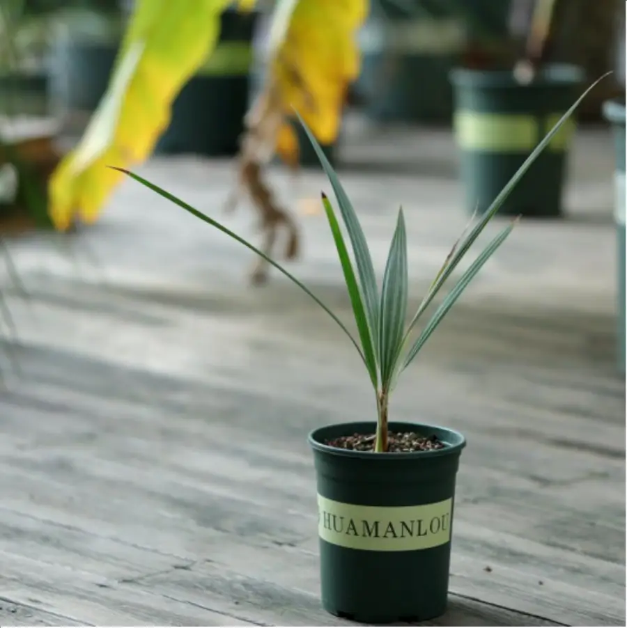 1-2605.webp Euphorbiaceae Brahea armata - Image 1