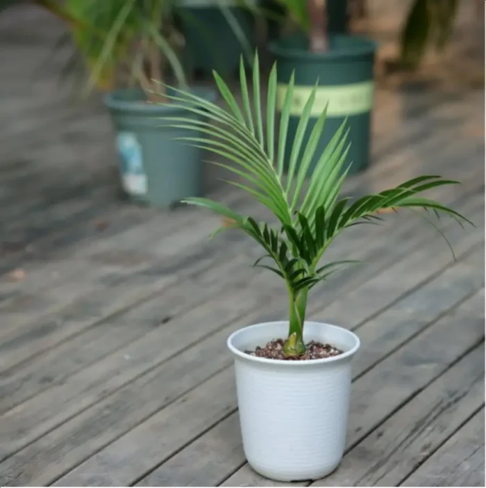 Euphorbiaceae Gaussia princeps - Image 1