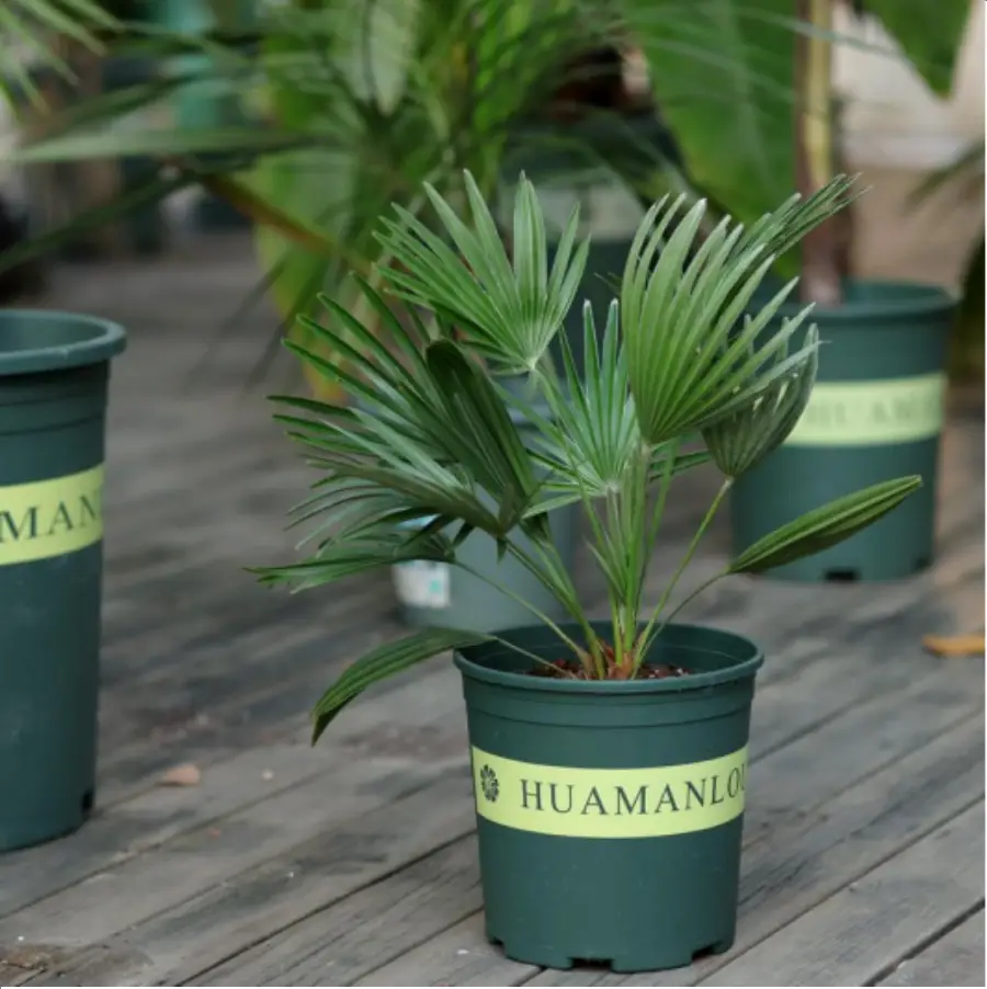 1-2609.webp Euphorbiaceae Hamaerops humilis Vulcano - Image 1