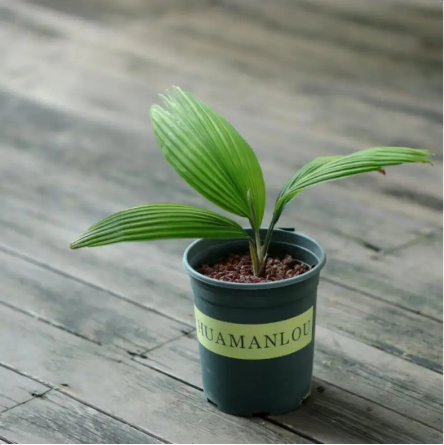 1-2611.webp Euphorbiaceae Kerriodoxa elegans - Image 1