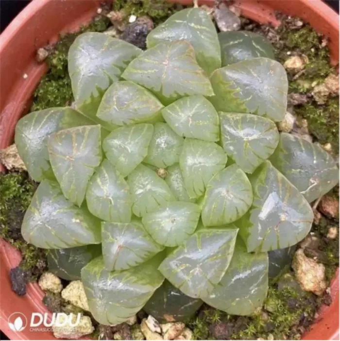 1-2613.webp Haworthia cooperi var.truncata Clustering Plants - Image 1