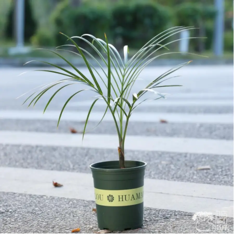 1-2614.webp Euphorbiaceae Hyophorbe verschaffeltii - Image 1