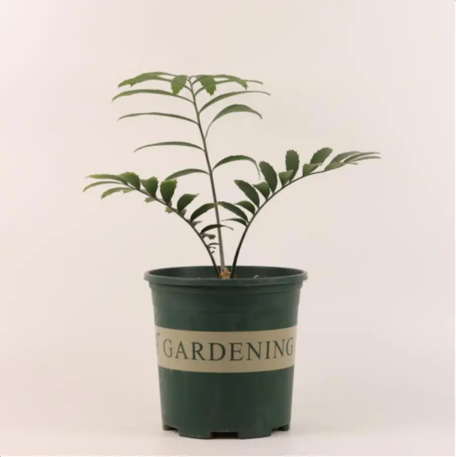 1-2615.webp Euphorbiaceae Encephalartos Munchii 44.7/CM - Image 1