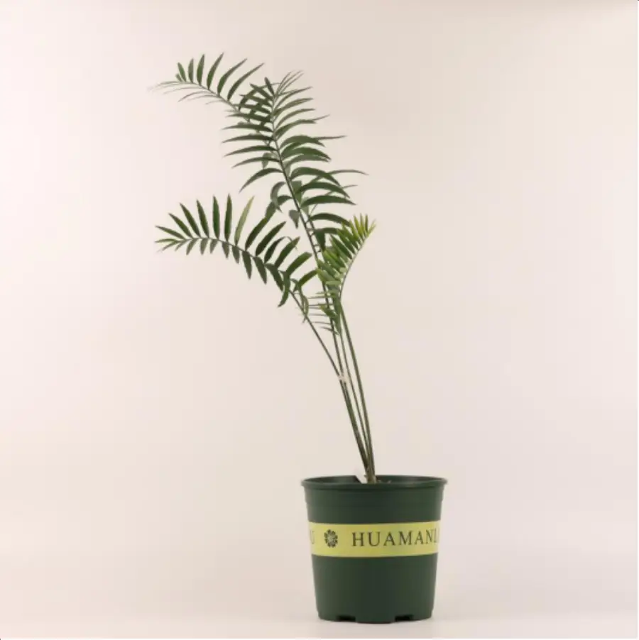 1-2616.webp Euphorbiaceae Encephalartos ferox - Image 1