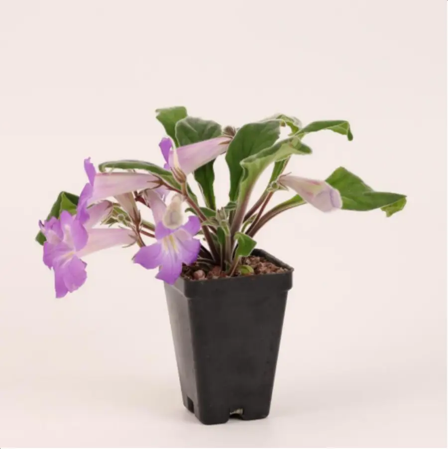 1-2617.webp Euphorbiaceae Primulina longii - Image 1