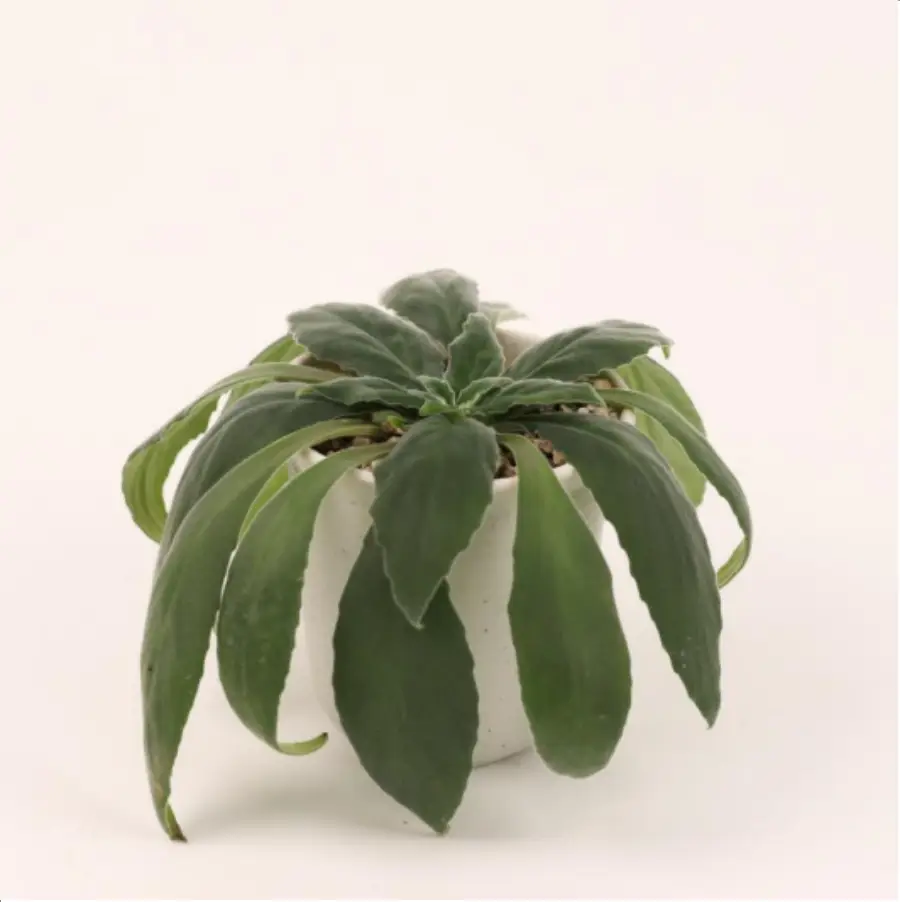 1-2618.webp Euphorbiaceae Primulina leeii - Image 1