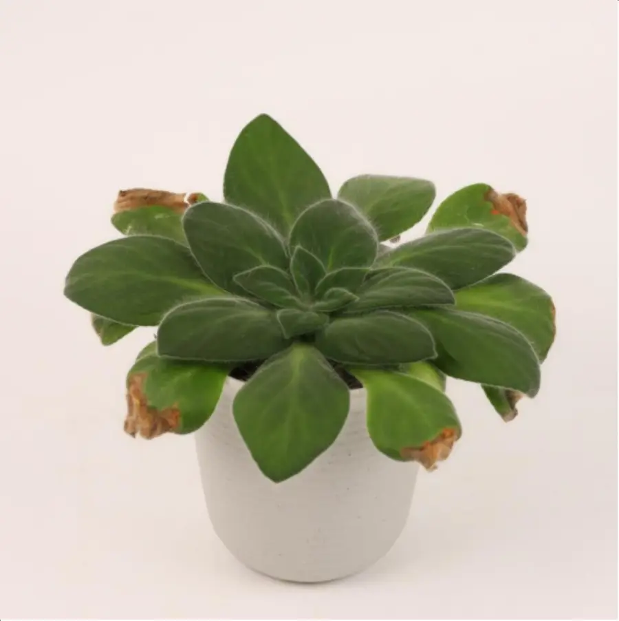 1-2620.webp Euphorbiaceae Primulina purpurea - Image 1