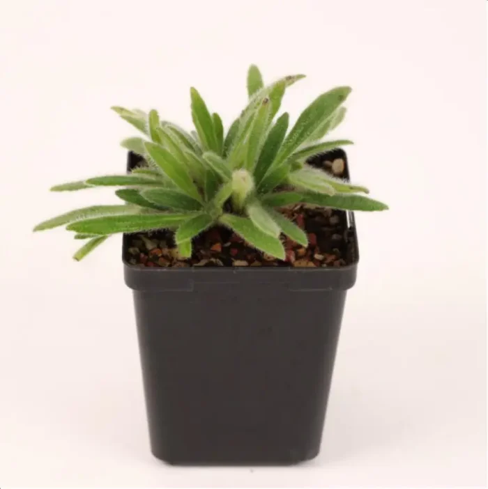 1-2622.webp Euphorbiaceae Primulina papillosa - Image 1