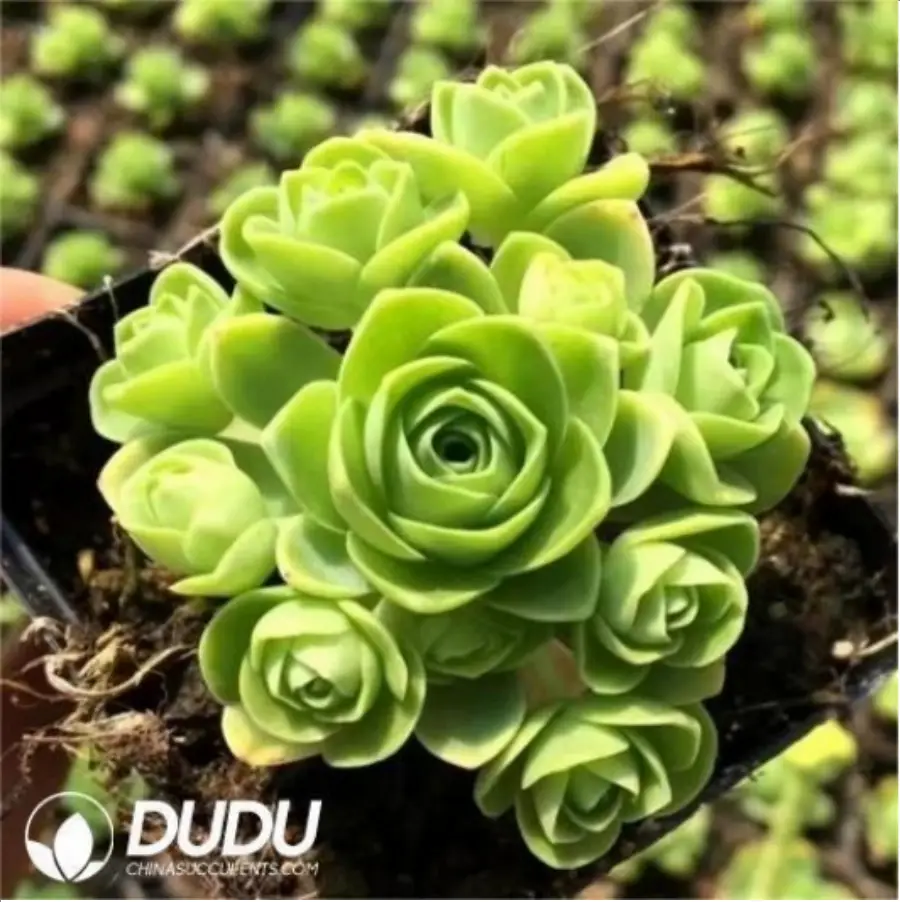 1-2630.webp Aeonium Greenovia dodrantalis Clustering - Image 1