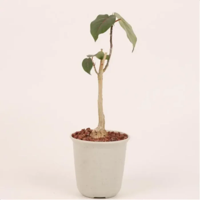 1-2631.webp Euphorbiaceae Ficus petiolaris - Image 1