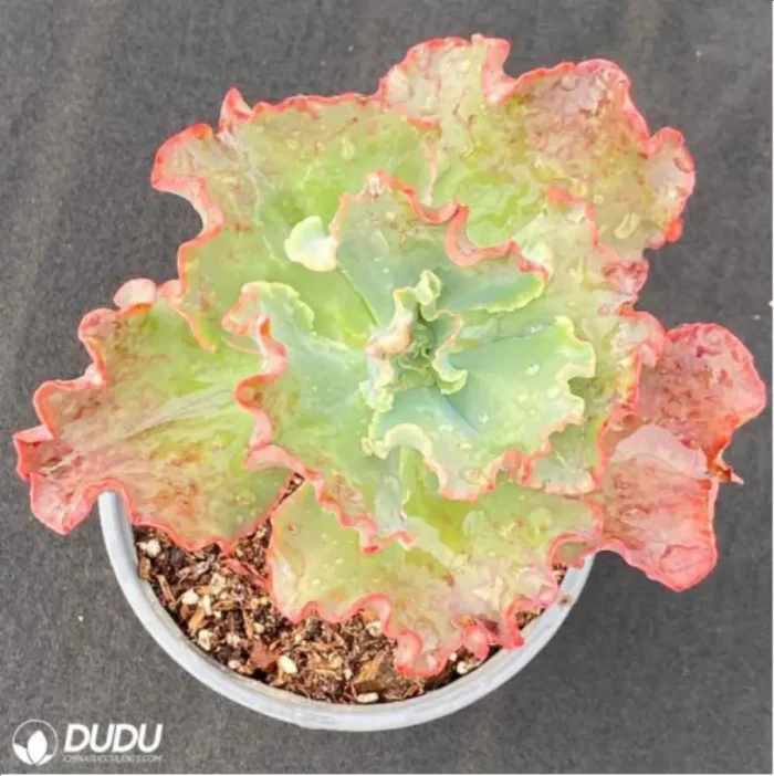 Echeveria Alice - Image 1