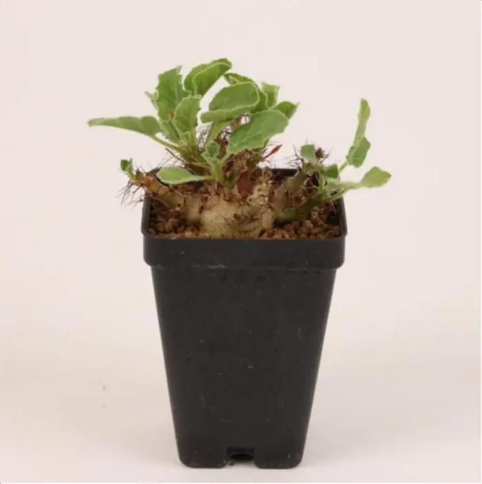 1-2637.webp Euphorbiaceae Jatropha marginata - Image 1