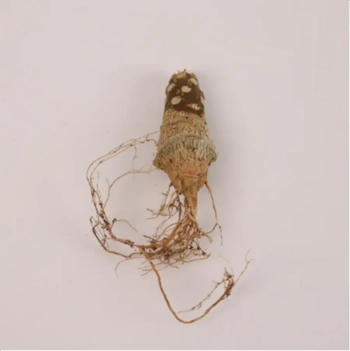 1-2641.webp Euphorbiaceae Dorstenia horwoodii - Image 1