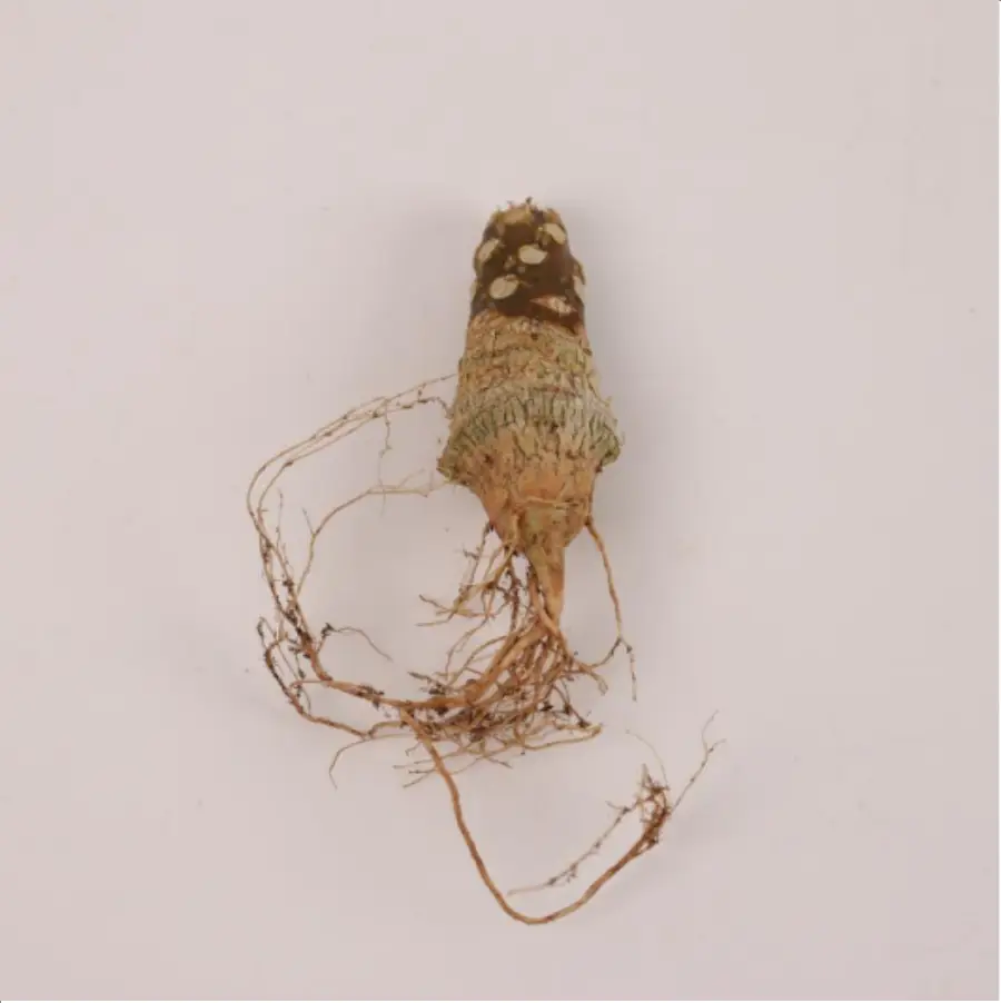 1-2641.webp Euphorbiaceae Dorstenia horwoodii - Image 1