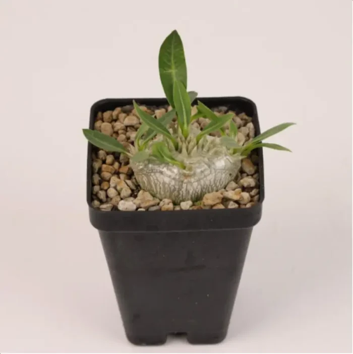 Pachypodium brevicaule - Image 1