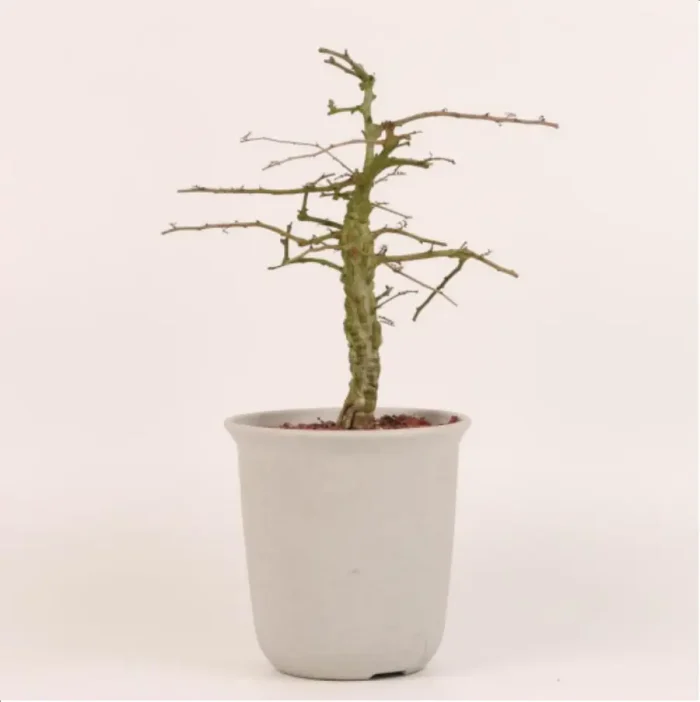 1-2643.webp Euphorbiaceae Operculicarya decaryi - Image 1