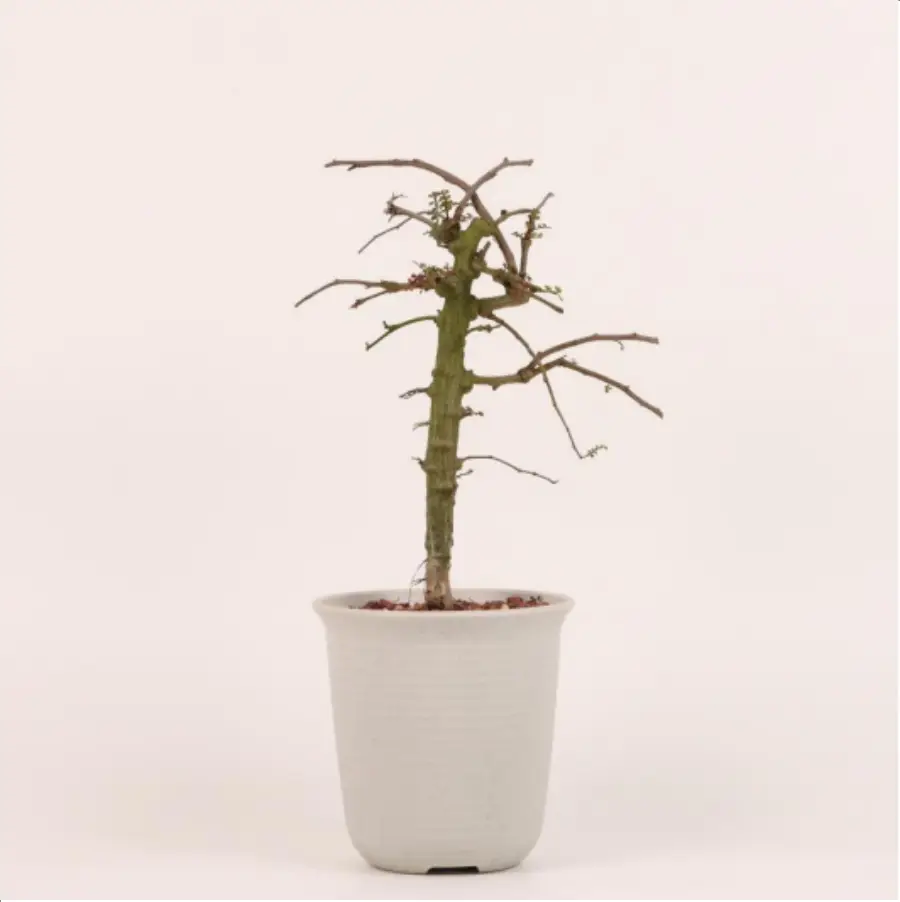 1-2645.webp Euphorbiaceae Operculicarya decaryi - Image 1