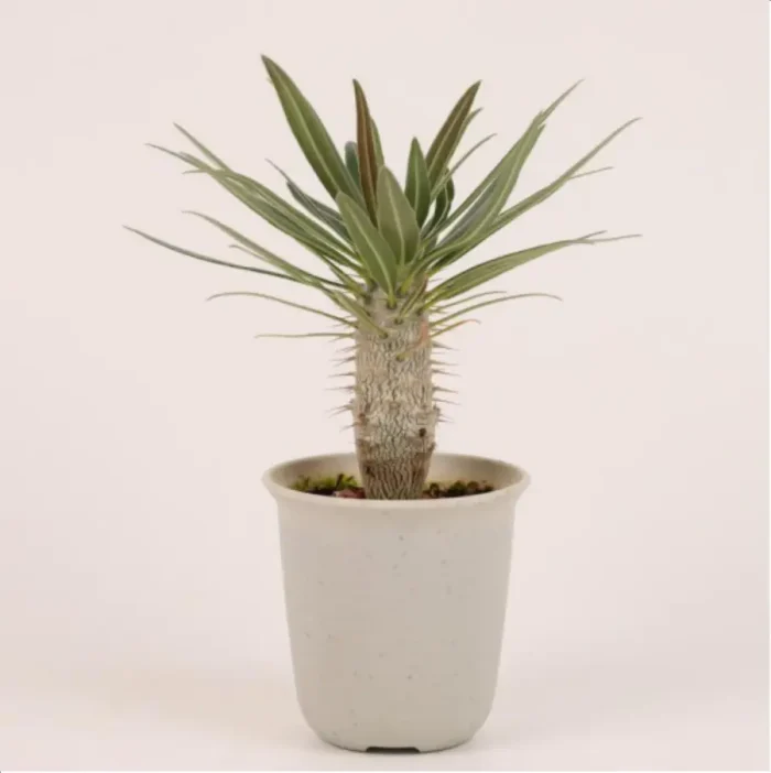 1-2649.webp Euphorbiaceae Pachypodium rosulatum var.
gracilius - Image 1