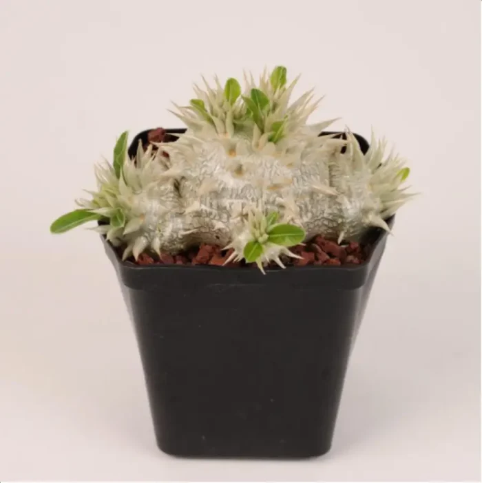 1-2650.webp Euphorbiaceae Pachypodium eburneum Clustering - Image 1