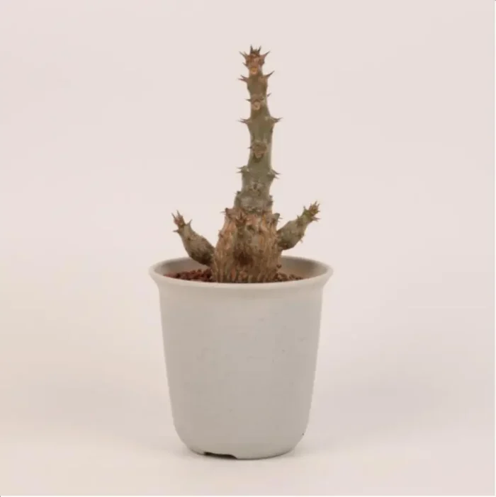 1-2654.webp Pachypodium windsorii - Image 1