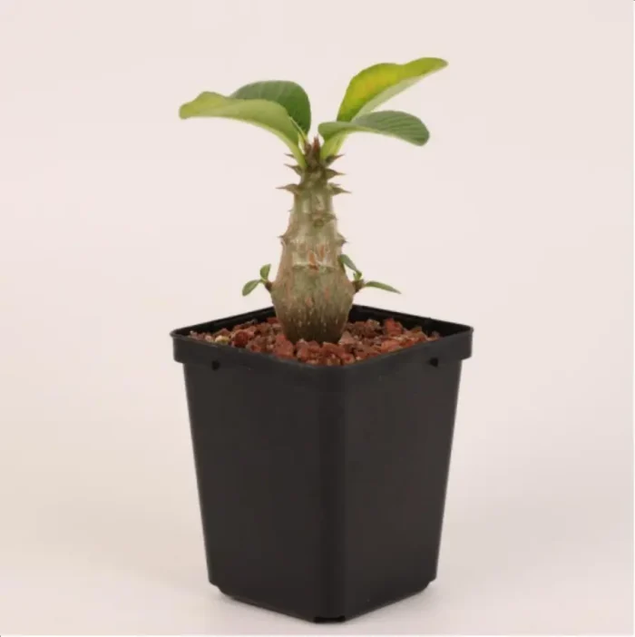 Euphorbiaceae Pachypodium windsorii - Image 1