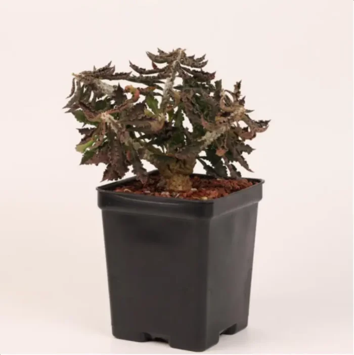 Euphorbiaceae Euphorbia capsaintemariensis - Image 1