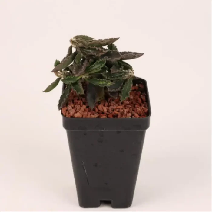 1-2667.webp Euphorbiaceae Euphorbia capsaintemariensis - Image 1