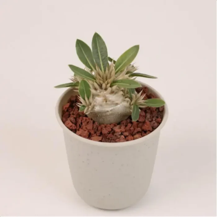 Pachypodium eburneum - Image 1