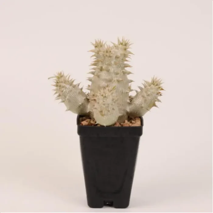 1-2679.webp Pachypodium densiflorum Clustering - Image 1