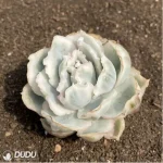 Echeveria Berkeley Light variegate