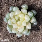 Haworthia Amber