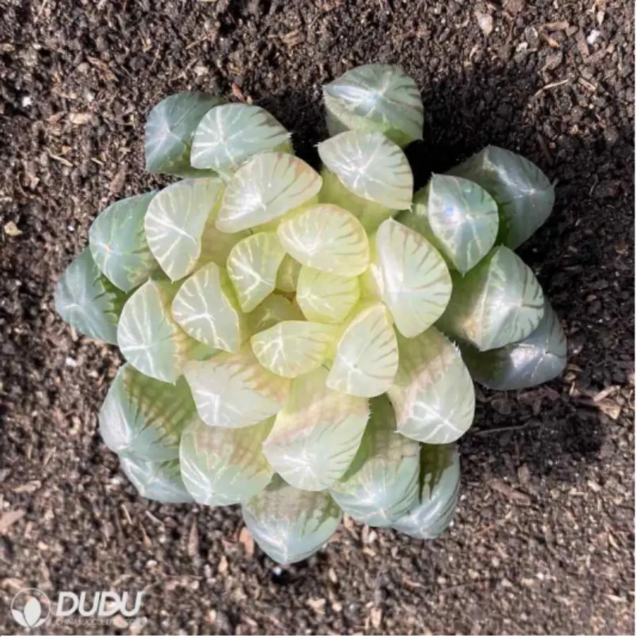 1-2703.webp Haworthia Amber - Image 1