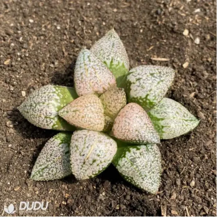 Haworthia Ruby - Image 1