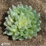 Haworthia Black Bear Diana